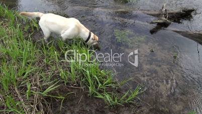 A white dog drinking water on the river