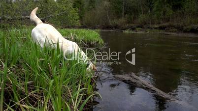 A labrador pet getting something on the pond