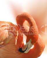 Flamingo Portrait