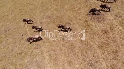 Aerial shot of wildebeest migration from a height of 10 meters.