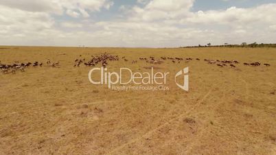 Wildebeest as seen from a quadrocopter, in Kenya