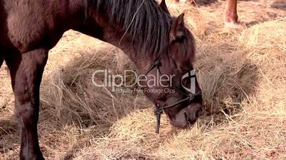 A brown horse munching some grasses