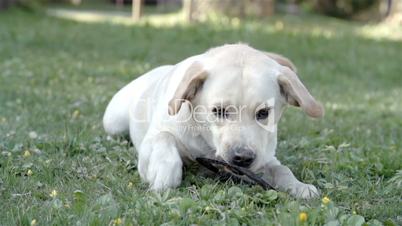 A white labrador dog playing with a ring