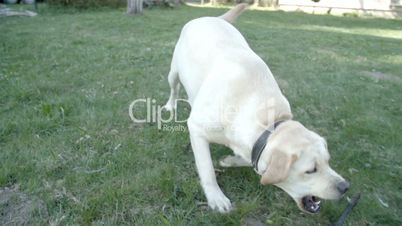 A labrador dog slowly walking playing with the ring