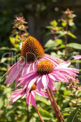 Sonnenhut ( Echinacea purpurea )