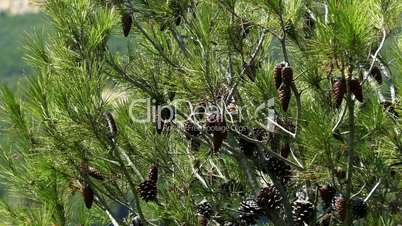 Pine Cones and Needles, close up shoot