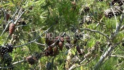 Pine Cones and Needles