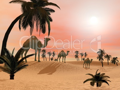 Camels in the desert - 3D render