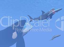 Killer whale attacking small megalodon shark eating blue one - 3D render