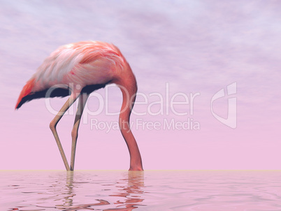 Flamingo hiding its head in water - 3D render