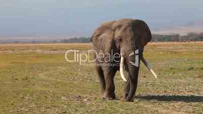 African Elephant, Close Up