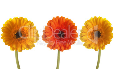 Three colorful gerberas in a row