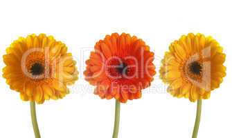 Three colorful gerberas in a row