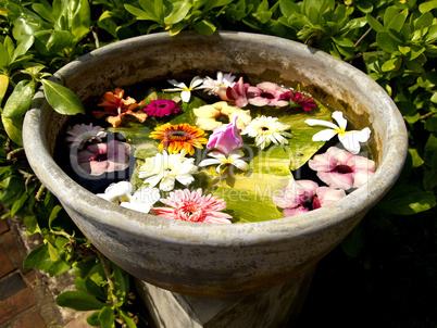 Beautiful colored flowers in a flowerpot
