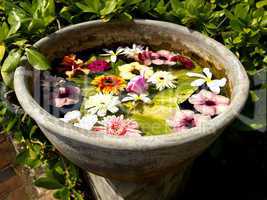 Beautiful colored flowers in a flowerpot