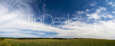 clouds over a corn field