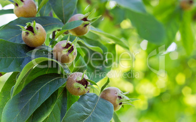 Medlar fruits