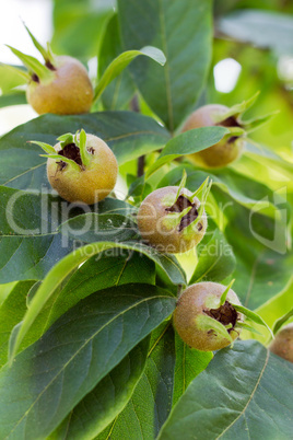 Medlar fruits