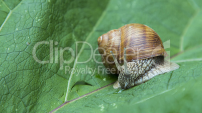 Snail crawling on a green leaf