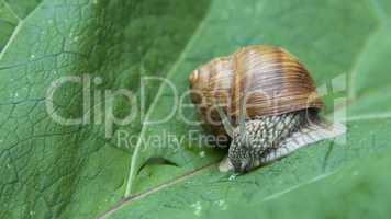 Snail crawling on a green leaf