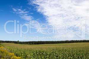 clouds over a corn field