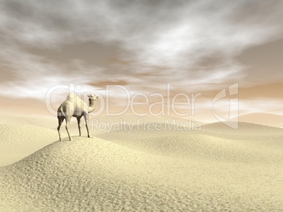 Camel in the desert - 3D render