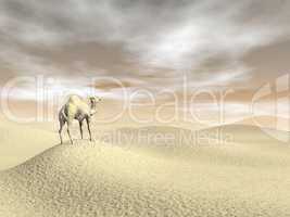 Camel in the desert - 3D render