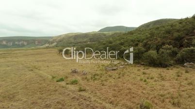 Aerial view. Savanna. Zebras.