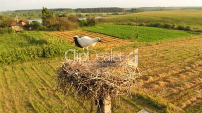 Young stork in nest