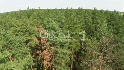 Flying over the pine forest