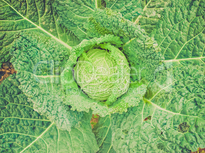 Retro look Cabbage picture