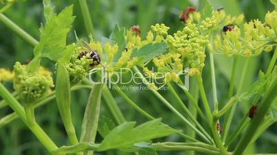 Wasp collecting pollen