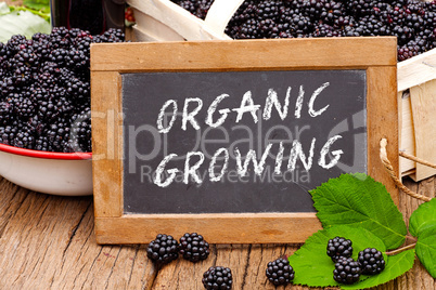 Tafel mit Text: Organic Growing, vor Brombeeren