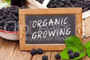 Tafel mit Text: Organic Growing, vor Brombeeren