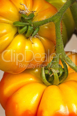 Nahaufnahme großer Fleischtomaten im Garten