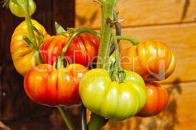 Viele große Fleischtomaten am Strauch im Garten