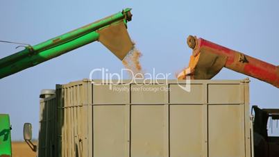 Harvesters are Unloading Grain into the Truck. Close-up