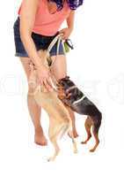 Woman patting her dog's.