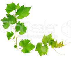 vine leaves isolated on white background