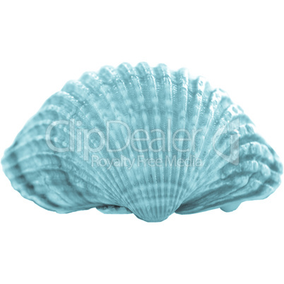 Shell picture