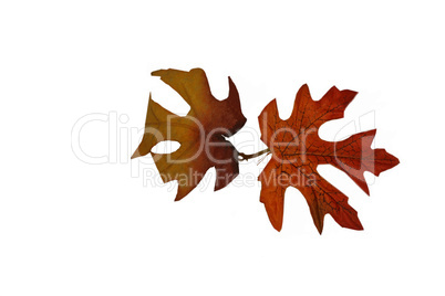 autumn background