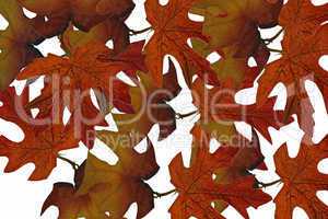 autumn background