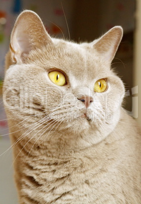 Lilac british shorthair portrait