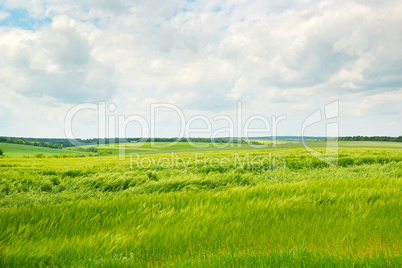 green wheat field and blue cloudy sky