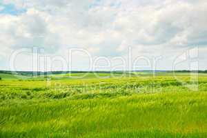 green wheat field and blue cloudy sky