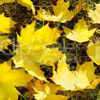 yellow maple leaves on green grass in autumn