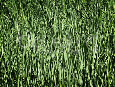 young green grass as a background