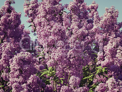 lilac bush  against the blue sky