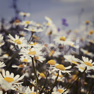 white daisies in the sky