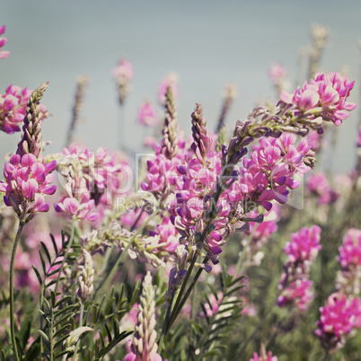 view the sky through the green grass with pink  flowers